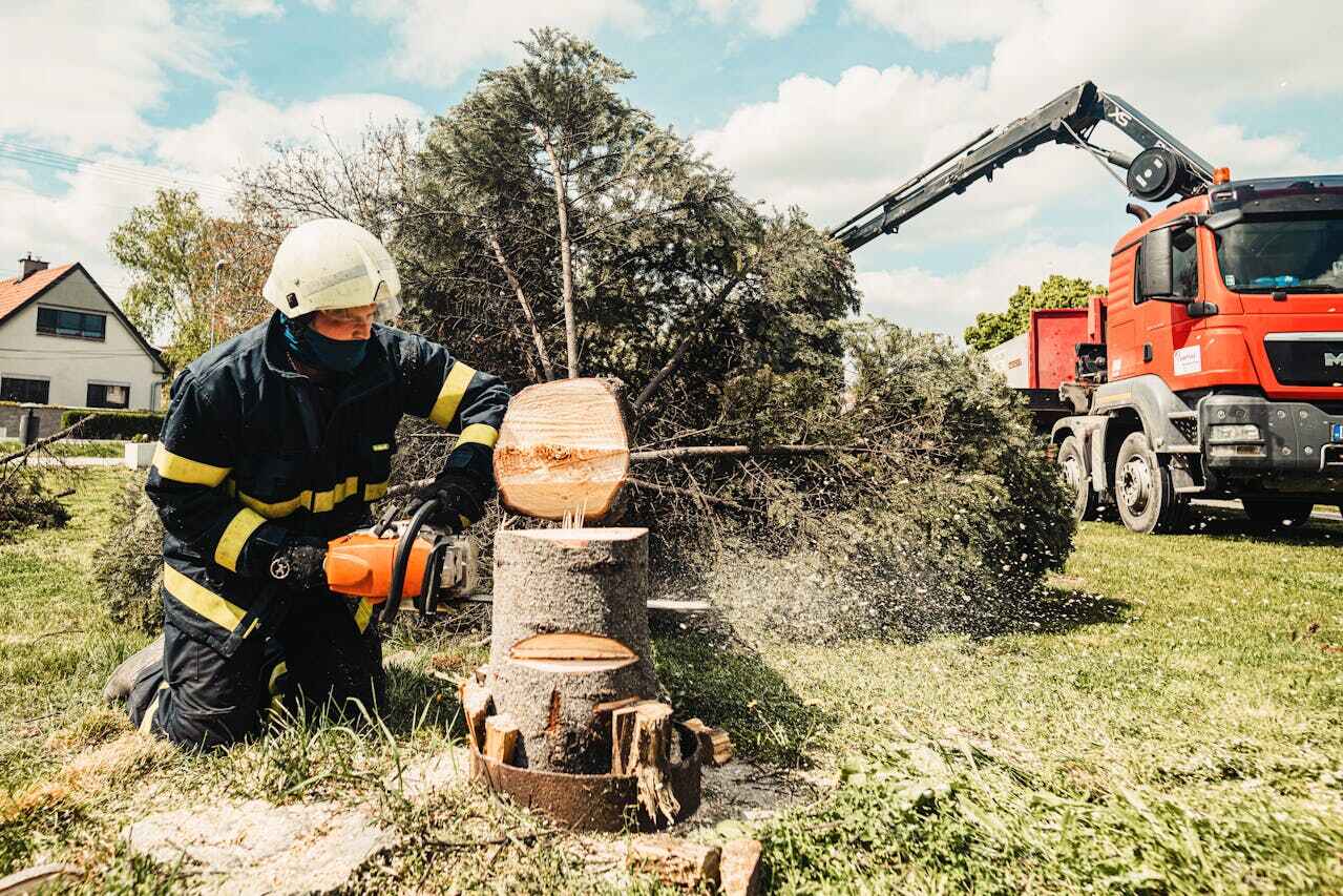 Best Dead Tree Removal  in Westwood Lakes, FL